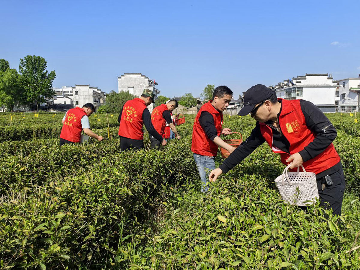 昱城產(chǎn)投公司黨支部開展“茶香潤(rùn)初心，黨旗映茶園”主題黨日活動(dòng)