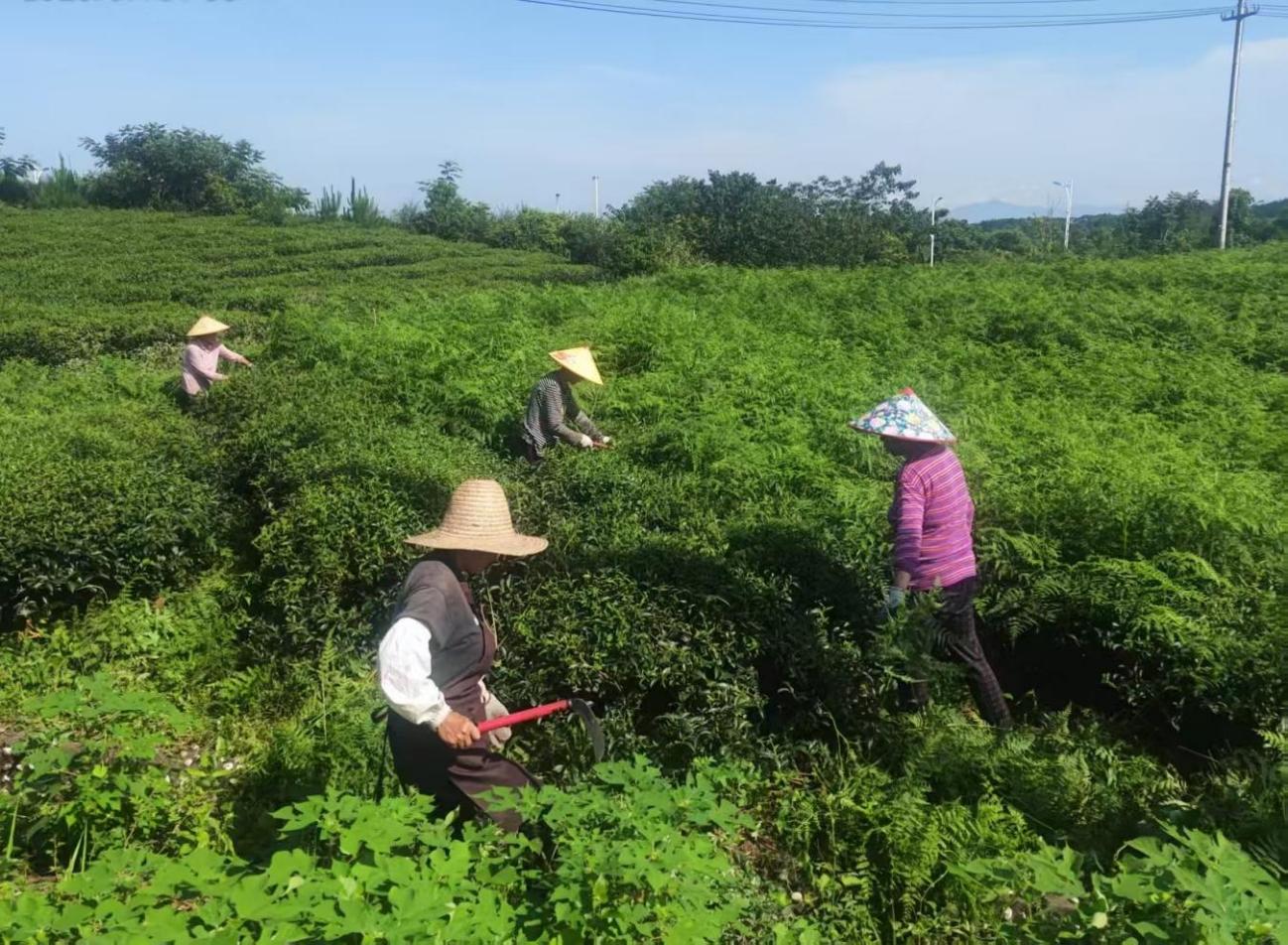 屯溪實驗茶場加強(qiáng)夏季茶園管護(hù) 賦能茶產(chǎn)業(yè)提質(zhì)增效